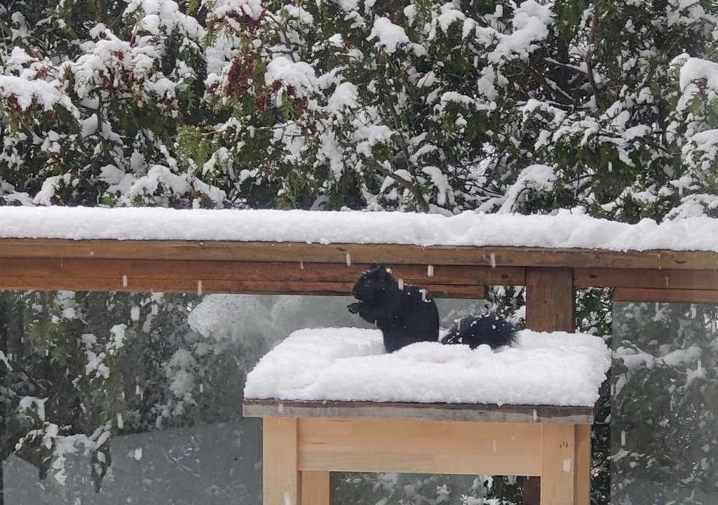 squirrel on the snow
